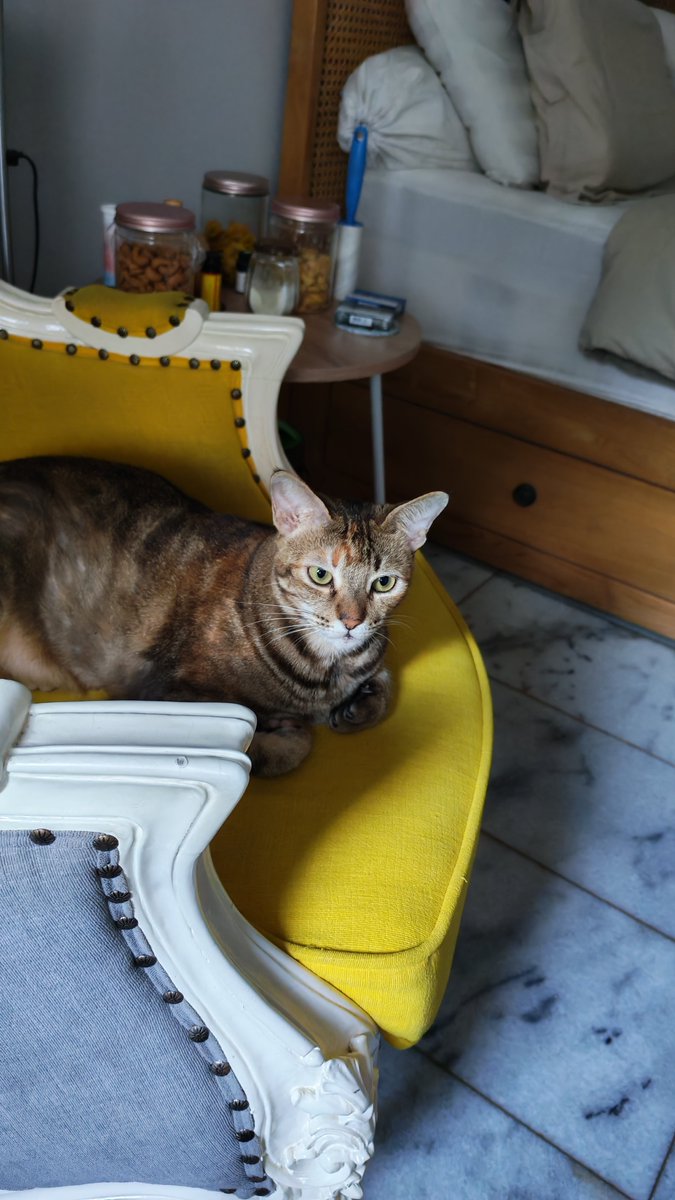 Daughter of Mogh tweet media