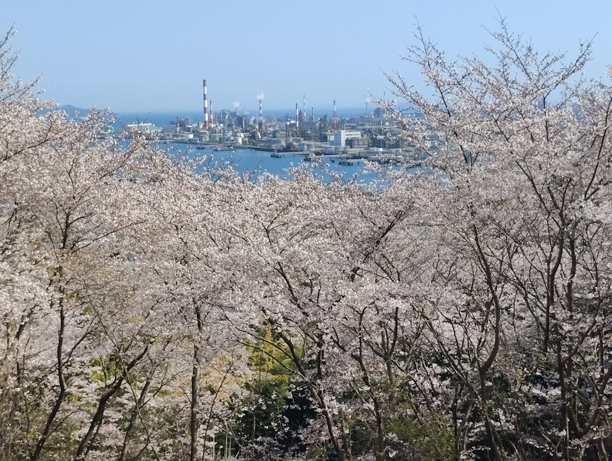 SS@太秦萌 tweet media