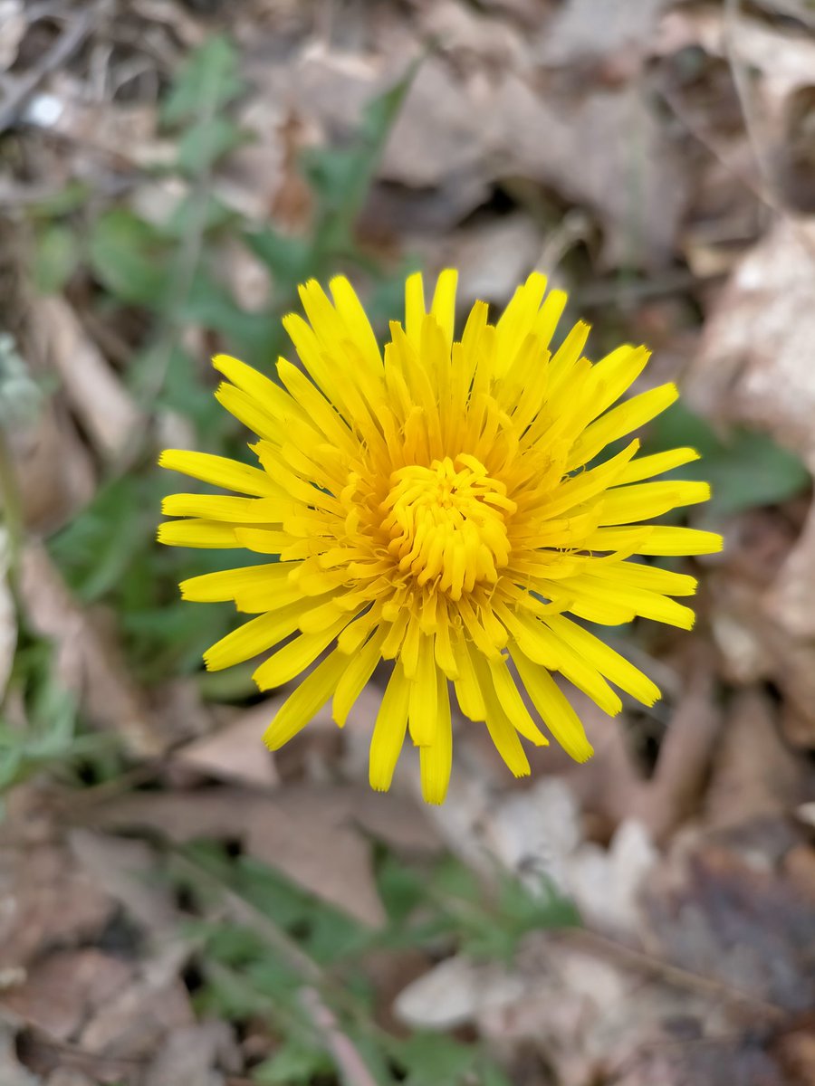 Herbalista tweet media