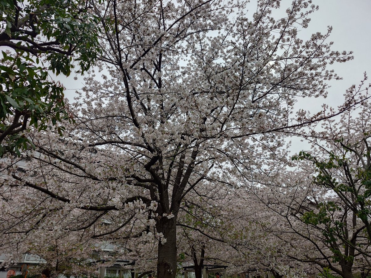 しょーた tweet media