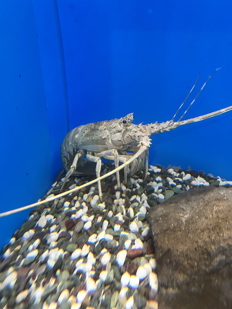 ばぶです💋🌸 tweet media