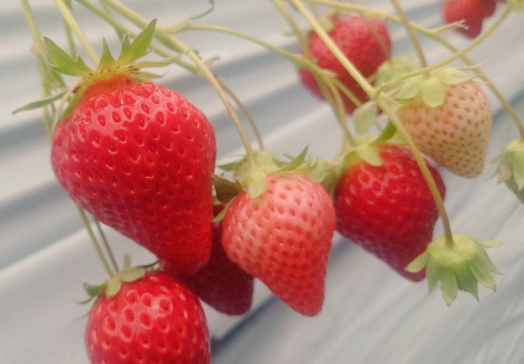 MMZK_torisan's tweet photo. 誕生日の朝ごはんは苺でした🍓 https://t.co/g6e8c57xrG