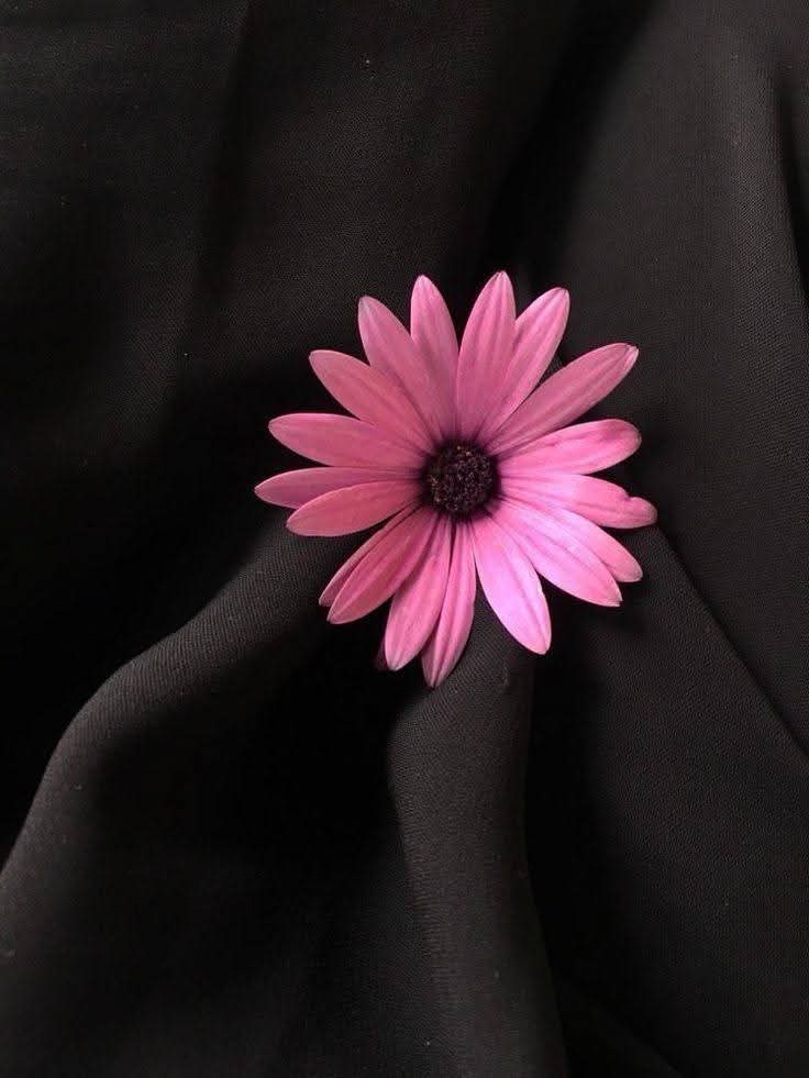 Ayesh_e_gull...💕 tweet media