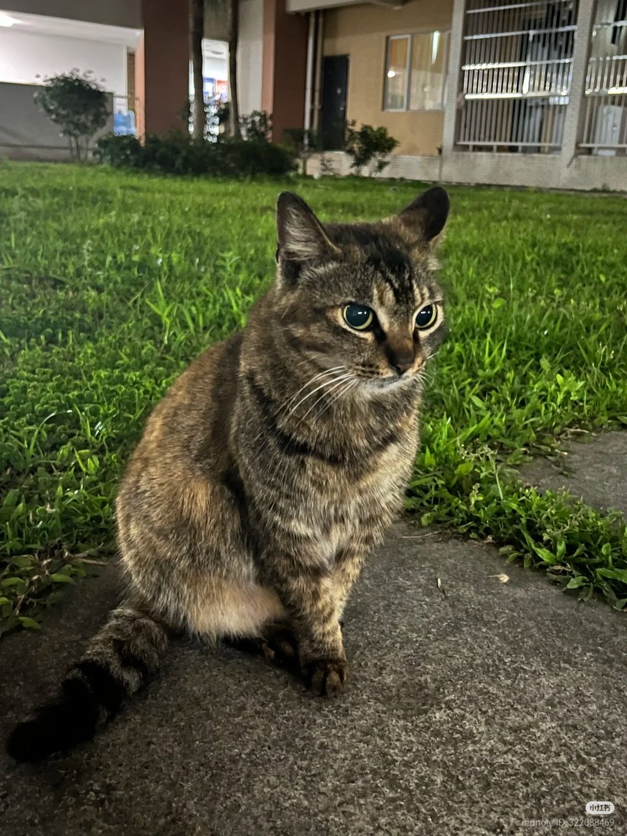 No Context Cats tweet media