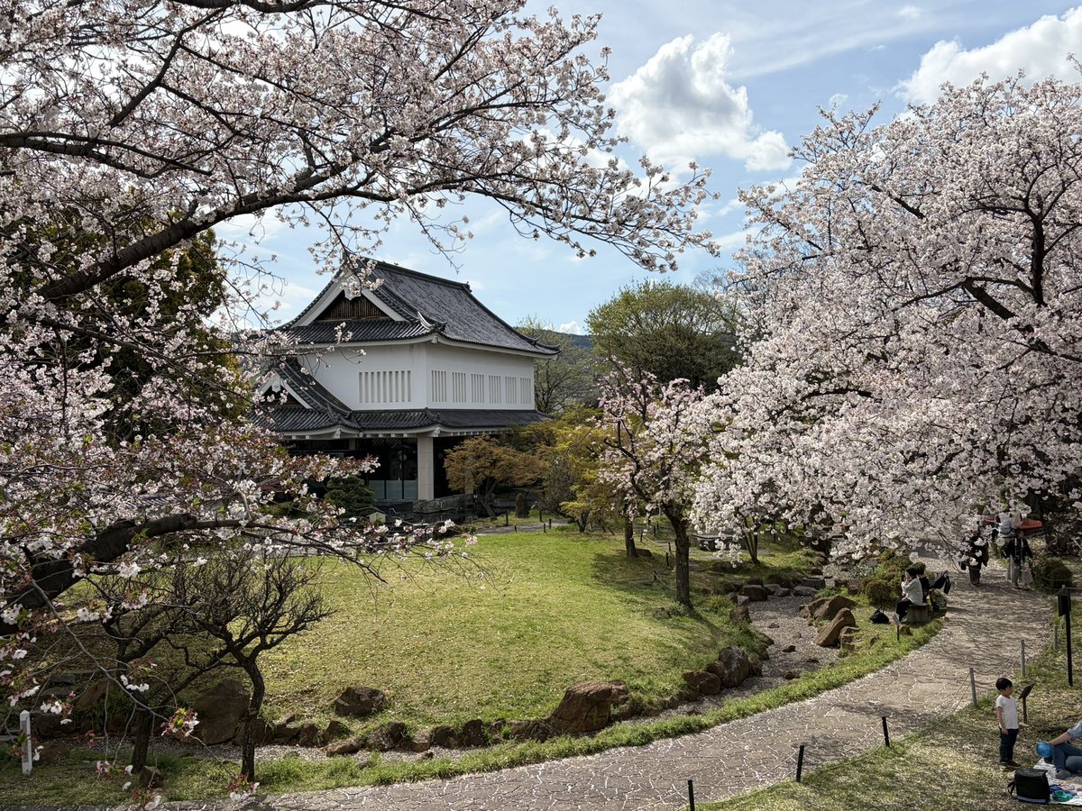 bunoki's tweet photo. 勝竜寺城公園のさくら 2026.4.5 https://t.co/arWgMqL3sI