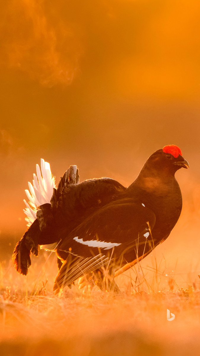 meejd777's tweet image. #black grouse