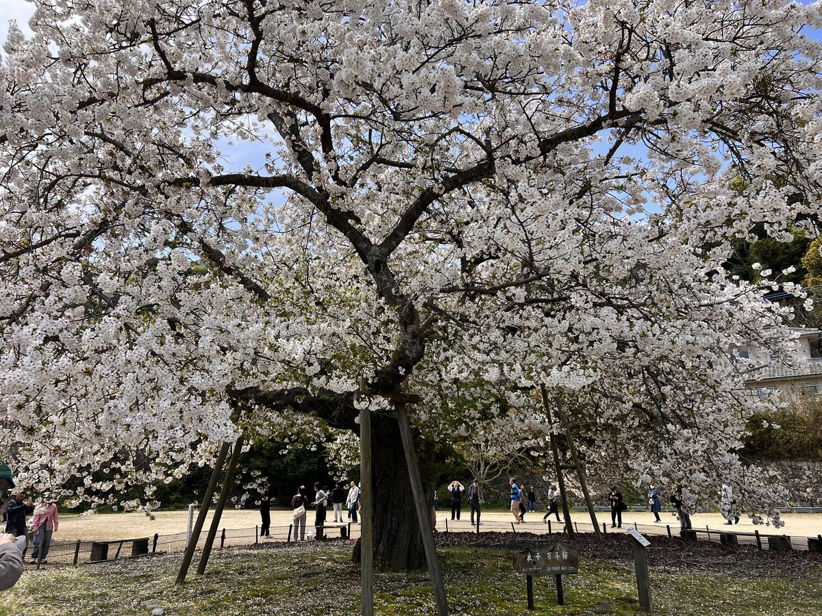 自転車丸飲み(たくさん食べた) tweet media