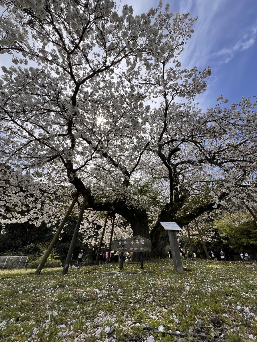 自転車丸飲み(たくさん食べた) tweet media