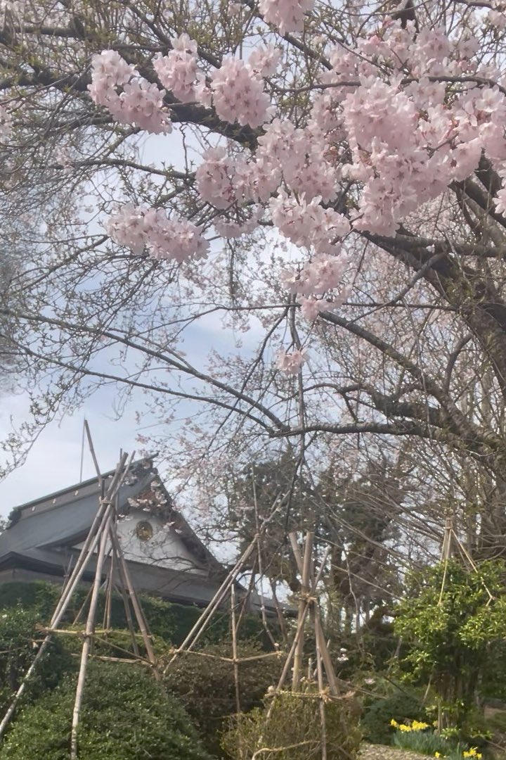 debu110 (デヴ) tweet media