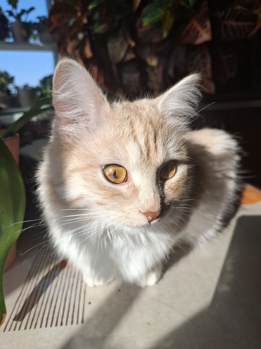 лана tweet media