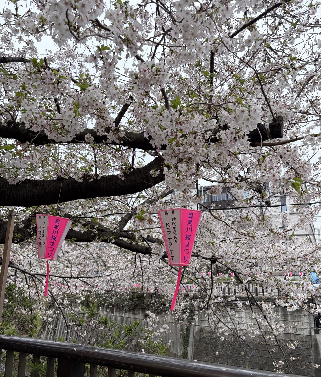 りんりん🌸いいねされた人良い事あるかも🤨 tweet media