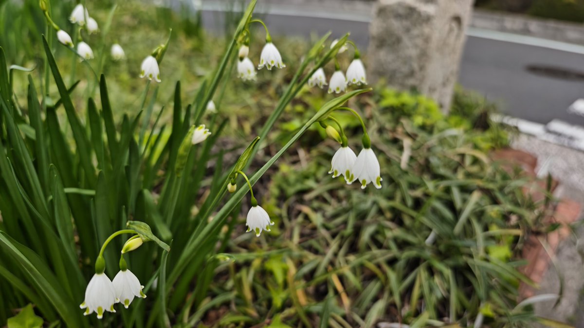 ぎんしゃり🥡 tweet media