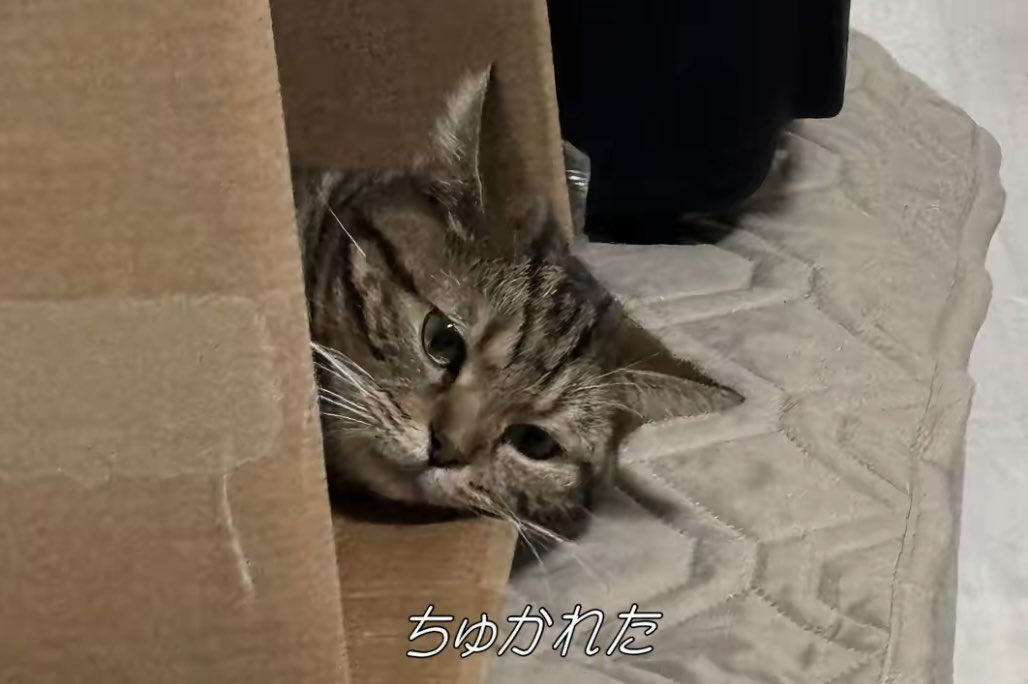 長毛アメショと短毛アメショ tweet media