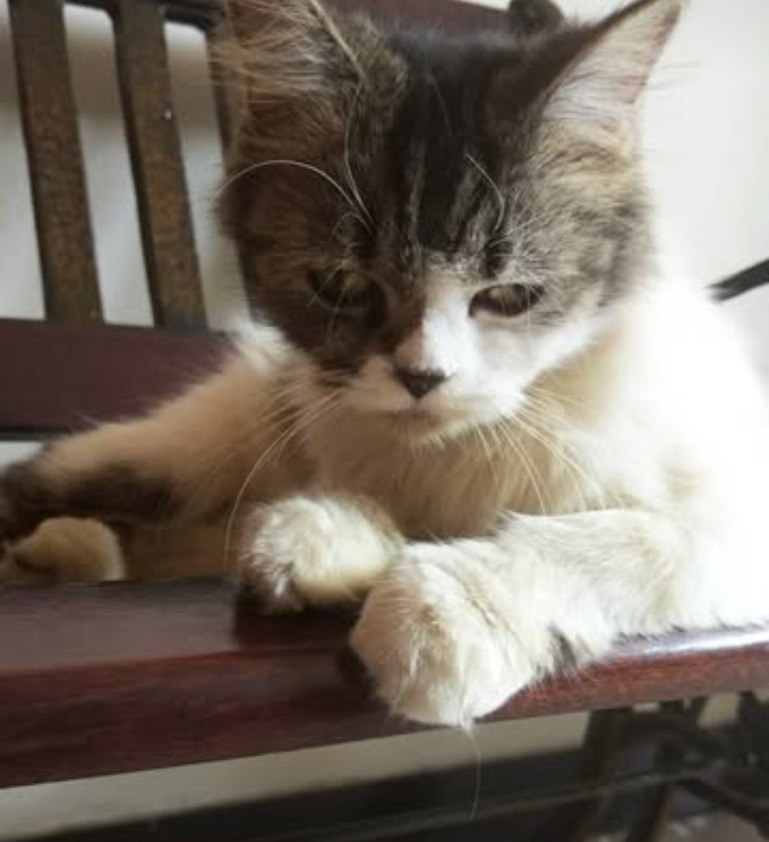 Lungiee^ tweet media