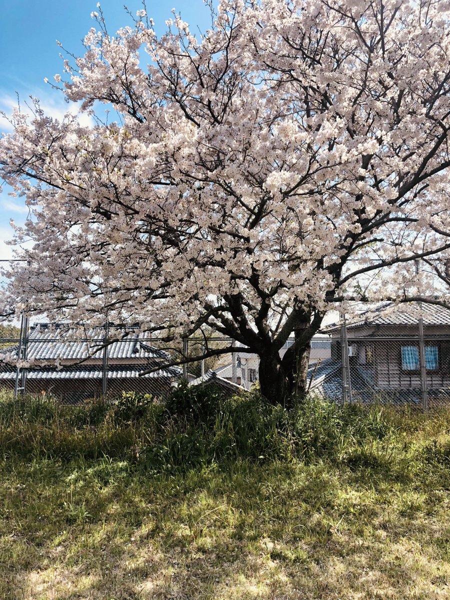 にゃぱねっと♂ tweet media