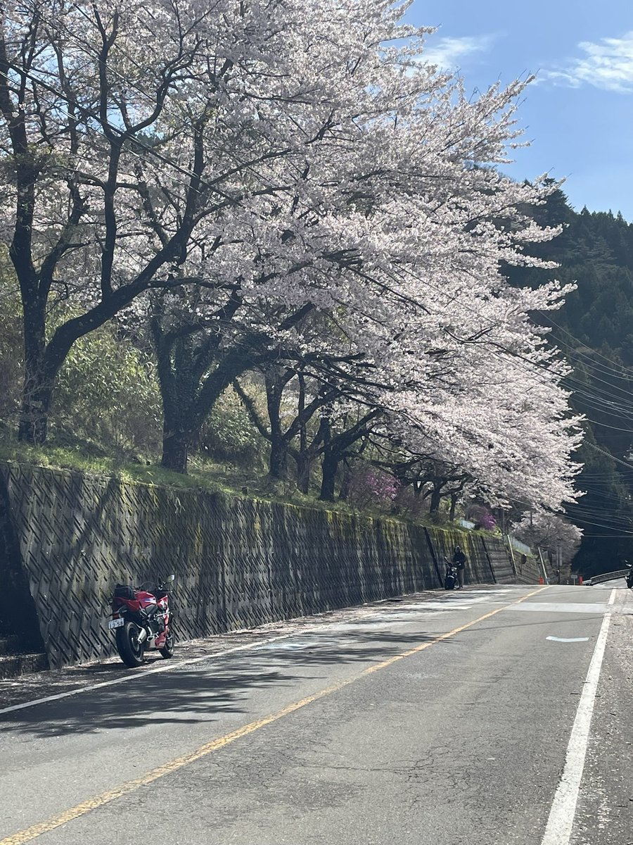 rurutanuki's tweet photo. お気に入りの場所で桜を見て、
好きなお店で食べて帰るだけ☺️
ガソリンレギュラー149円
朝食 チキンメンチサンド #FLOGPIT
昼食 味噌つけ麺 #らーめんぶん治 https://t.co/2Ollo7YZMT