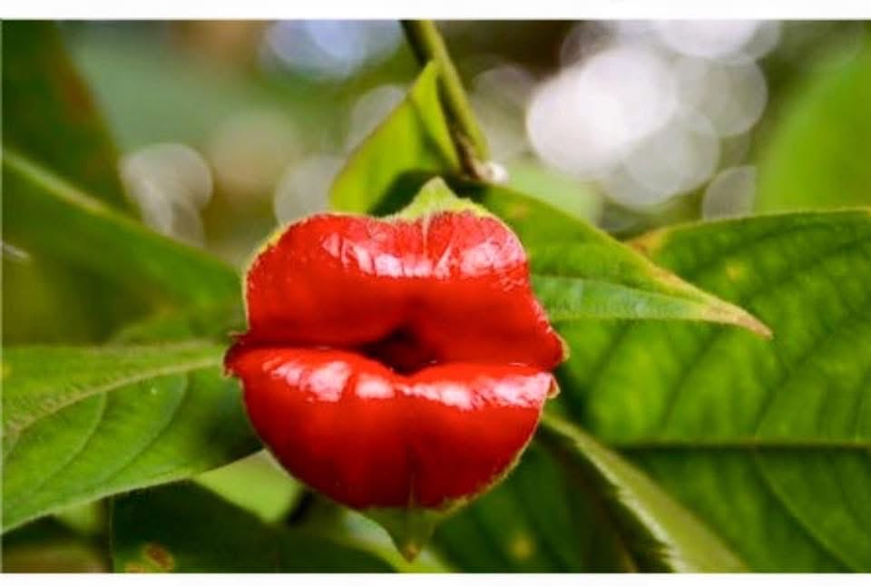 صائغ حروف tweet media