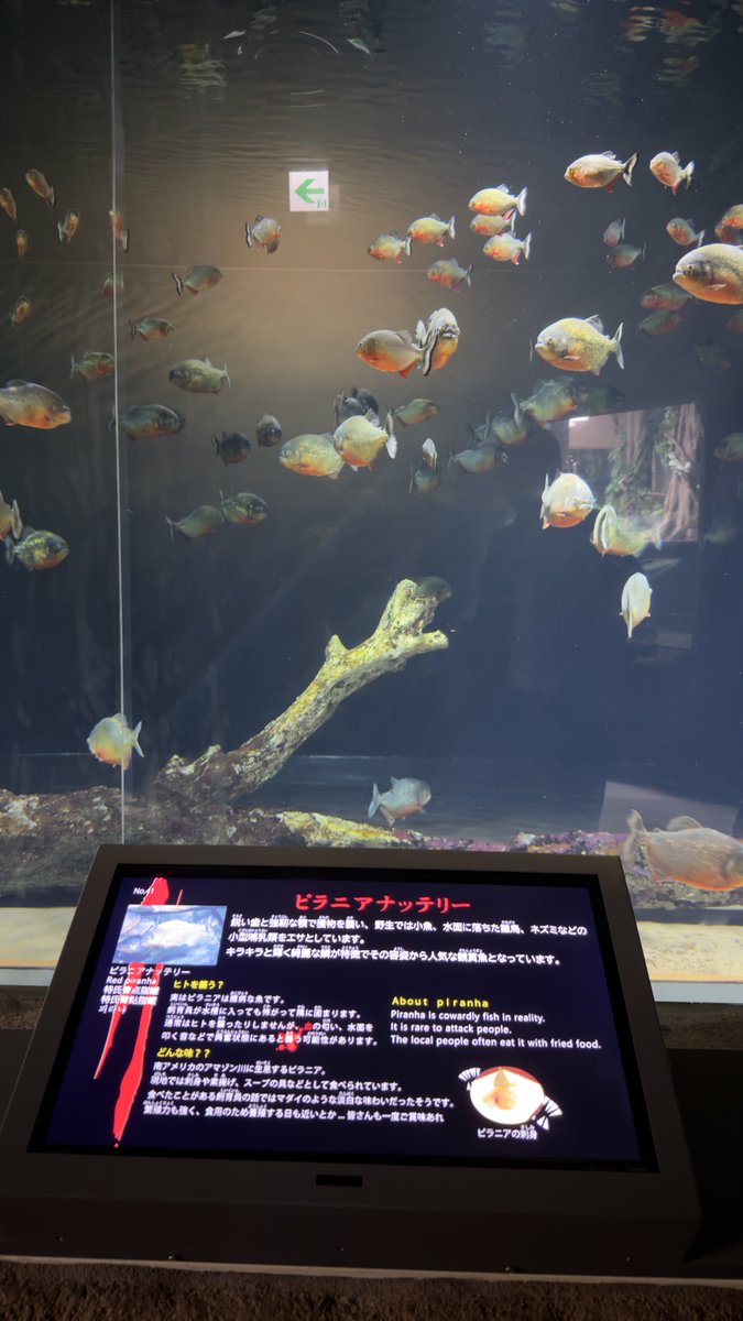 Piron_glba's tweet photo. この水族館さ
基本的に喰うことを推してて好き https://t.co/Fowh5g5T6I