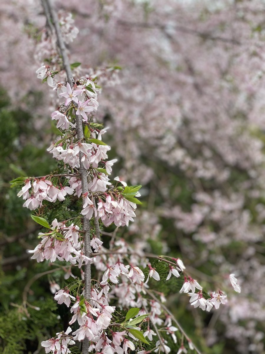 猫尾 かおり tweet media