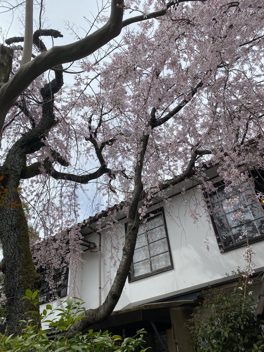 猫尾 かおり tweet media