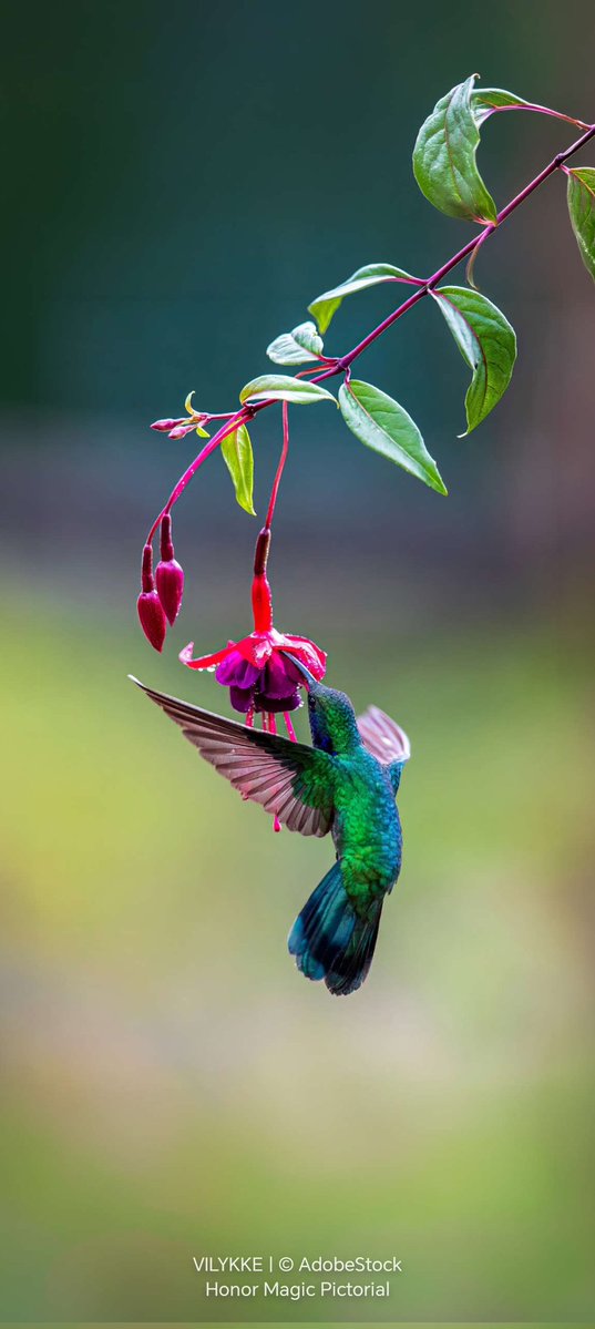 أسعد بن 𝐇𝐚𝐦𝐨𝐮𝐝𝐚 tweet media