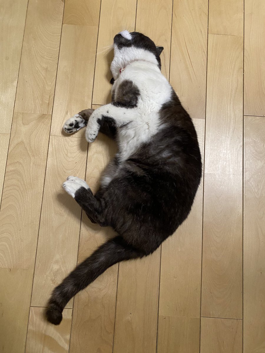 芹沢 時雨🍀VTuber tweet media