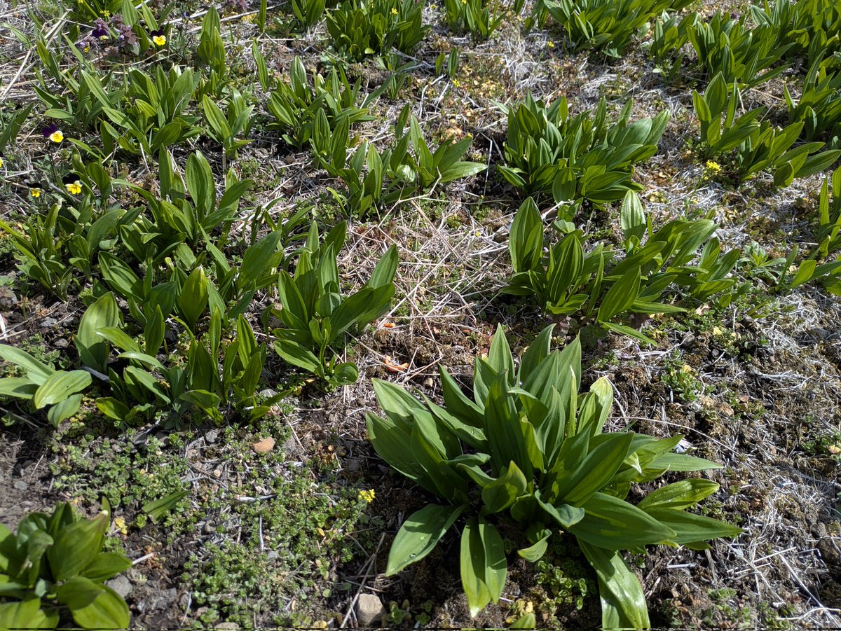 ぱうぱう tweet media