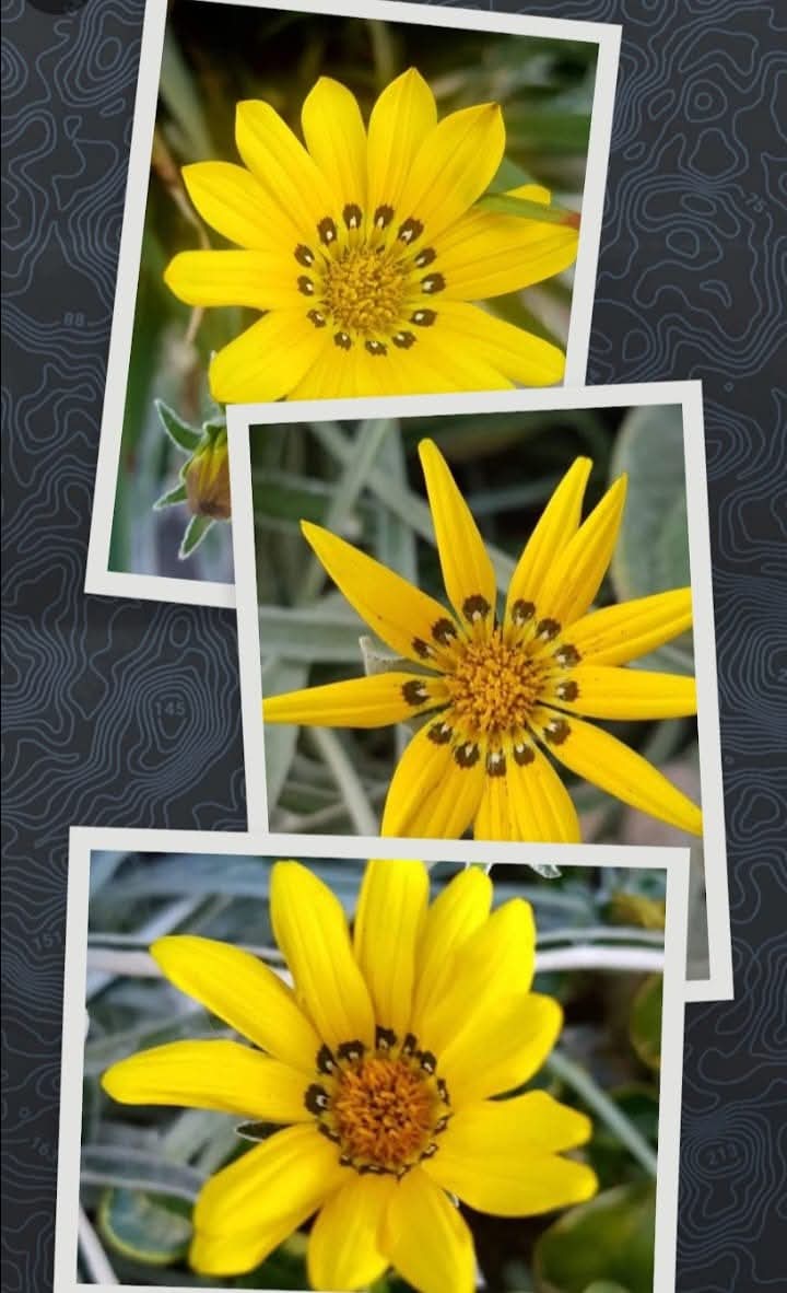 Arnau Cabeza Garrido tweet media