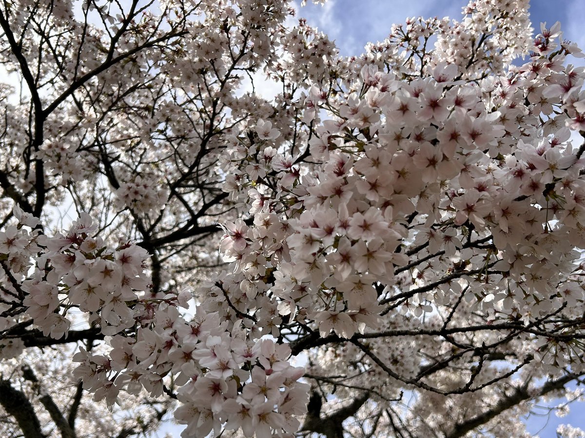 みきぷるーる(除菌) tweet media