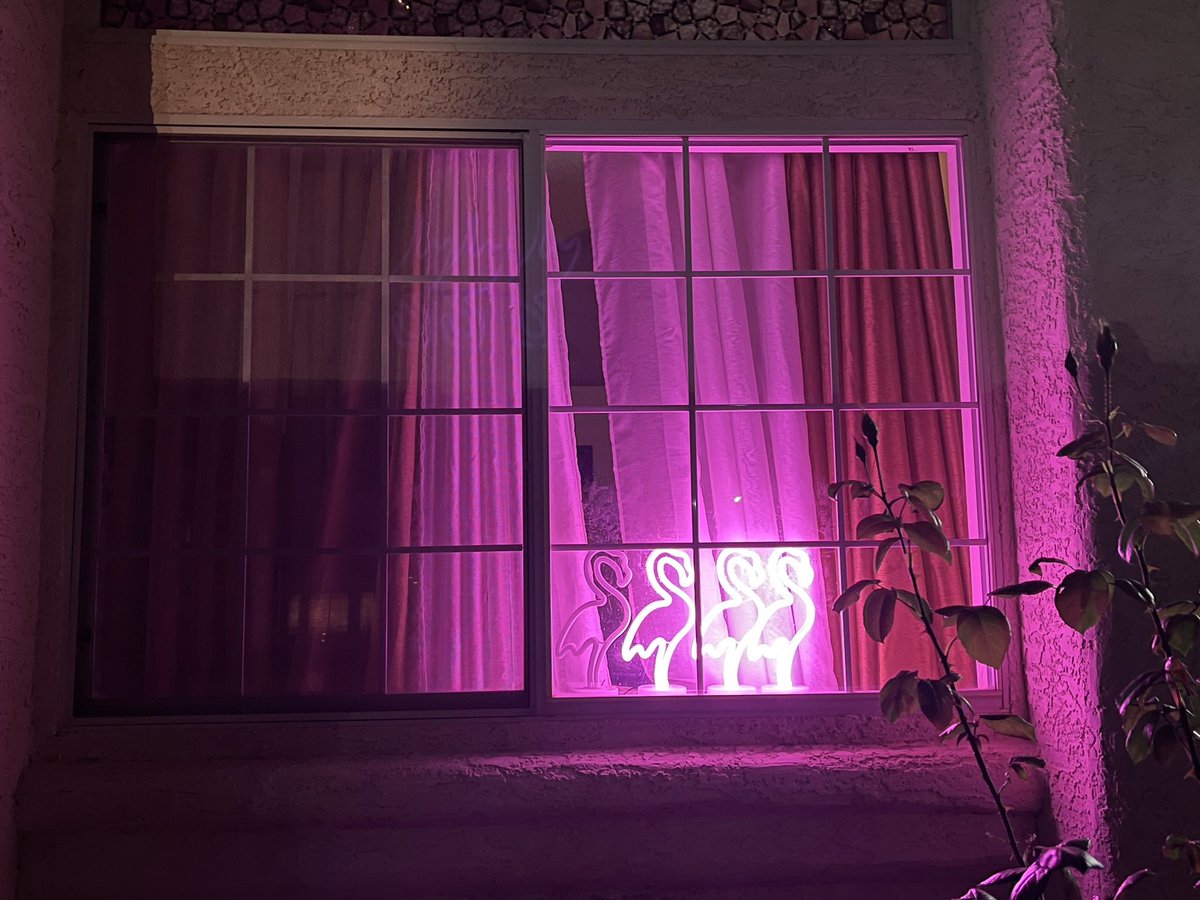 x-Lola The VGK Panda Pup ❤️🐼🐶 tweet media