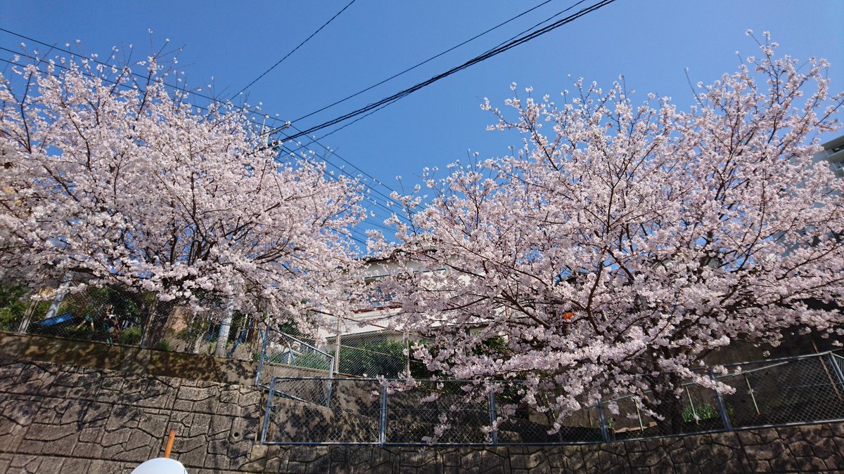 私だけかと思ってましたが日本人は桜が好きなんだな🌸

※今は無きいつかの桜⏬️