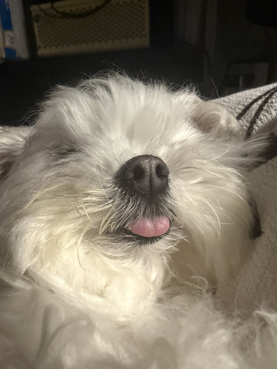 森公平（森キャンプ公平） tweet media