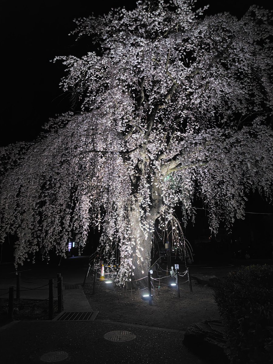 shio_mana's tweet photo. 臥龍公園の信州 須坂 さくらまつり🌸本日も屋台お手伝いしま〜す✨入口はだいぶ咲き出してます🌸(写真は一昨日)皆様お待ちしてます😊
#須坂市 #須坂 #さくらまつり #桜 #夜桜 #桜百選 https://t.co/Mfr4w5sj5U