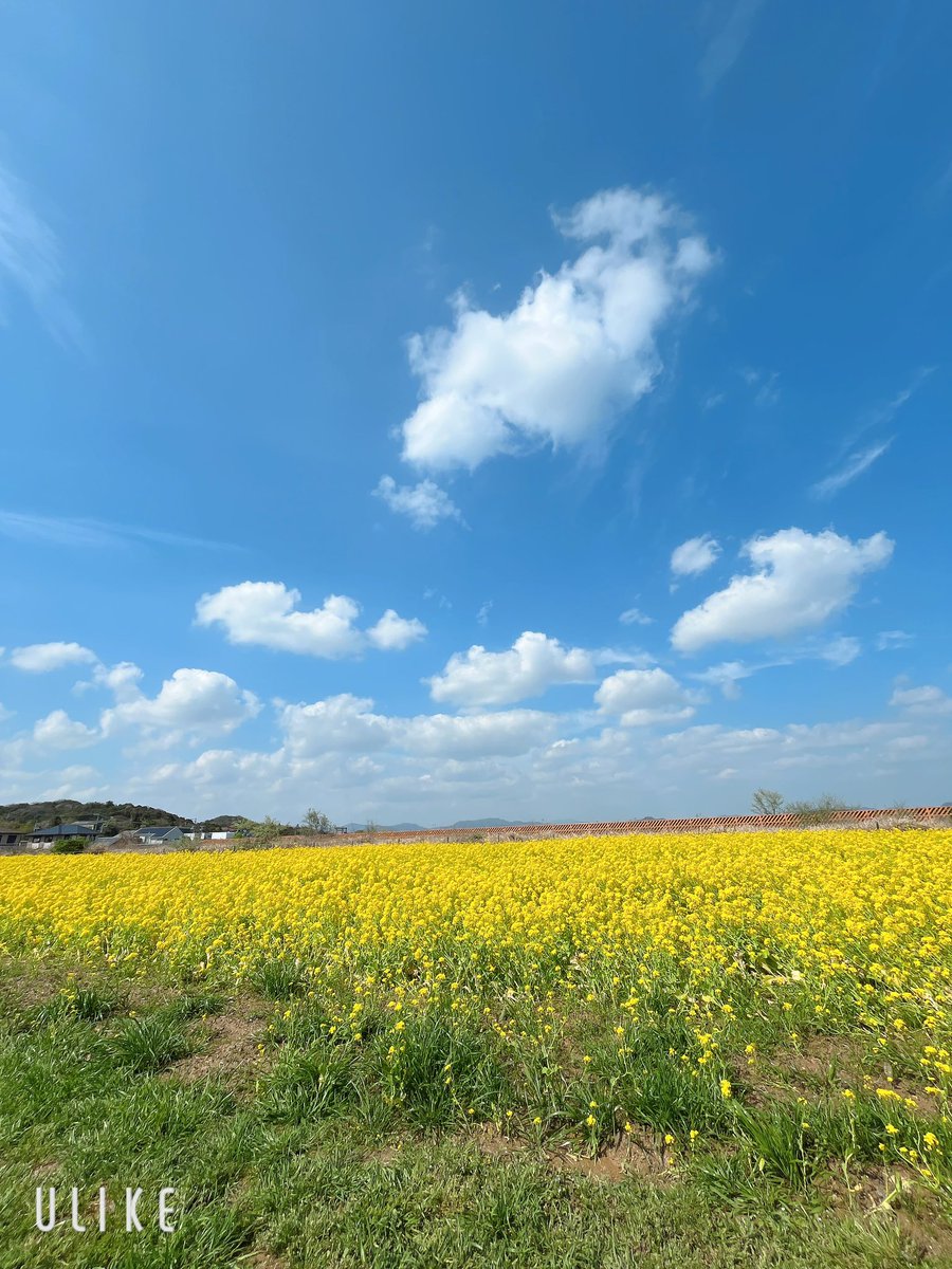 🌸ぬこにゃん🐾 tweet media