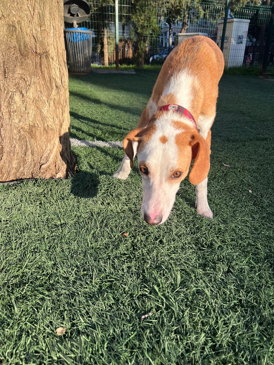 cattingwoman's tweet photo. Yuva ilanı
arkadaşlar bu köpeğin kaderi ne zaman gülecek?
önce doğar doğmaz barınağa verildi 6 ay küçücük bir kafeste kaldı. 
sonra yuvalandı, yuvası onu bir odadan dışarı çıkarmadı ve o odayı bile çok görüp geri verdi. 
şimdi barınağa geri dönmemesi için 1 aylığına koyduk bir yere ancak 3 haftası kaldı ve hala kimse paylaşmıyor. 
Lütfen paylaşalım. 
dişi 7 aylık kedi ve köpeklerle uyumlu
istanbuldayız
