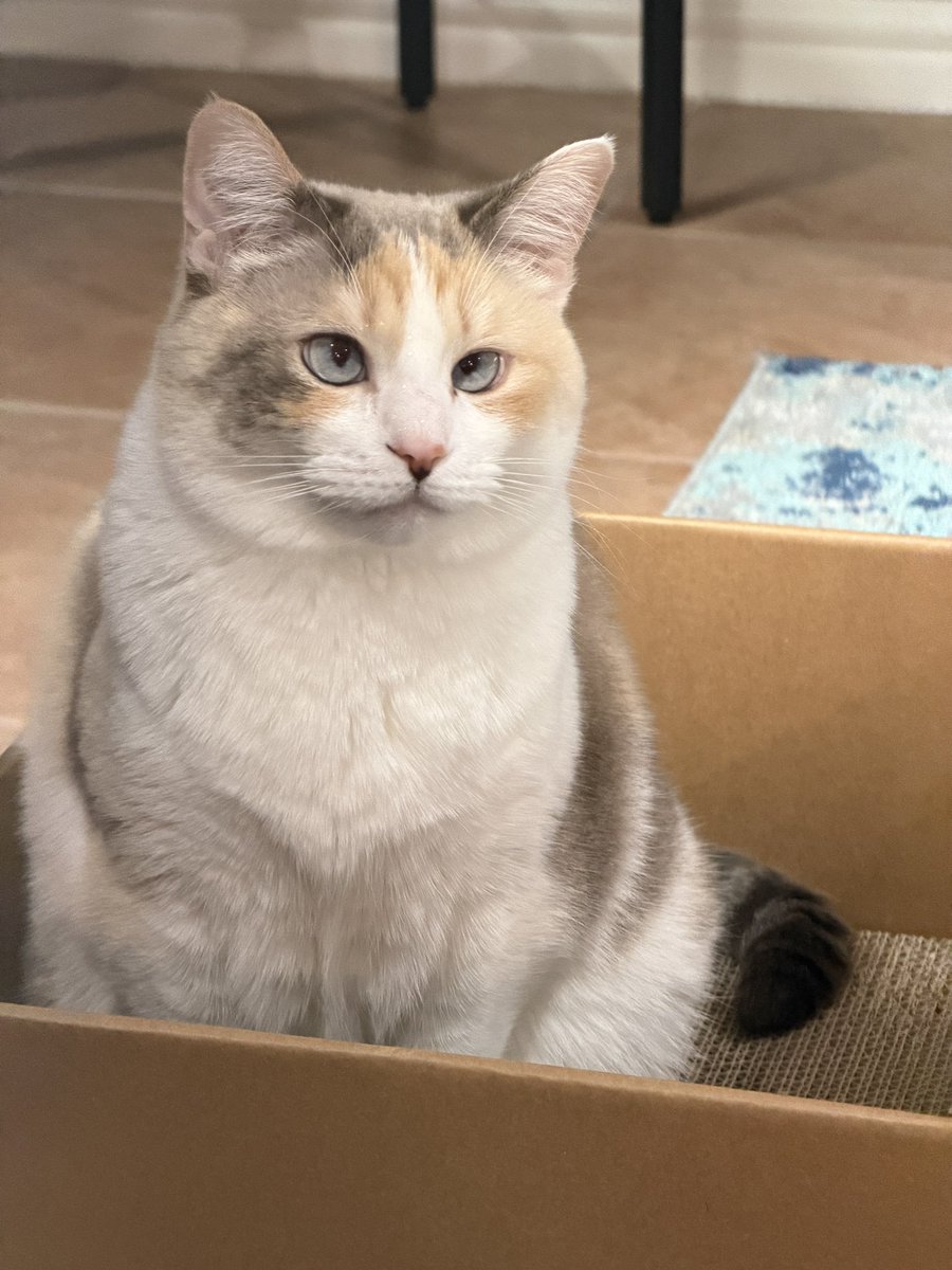 Panko A. Cat’s Mom tweet media