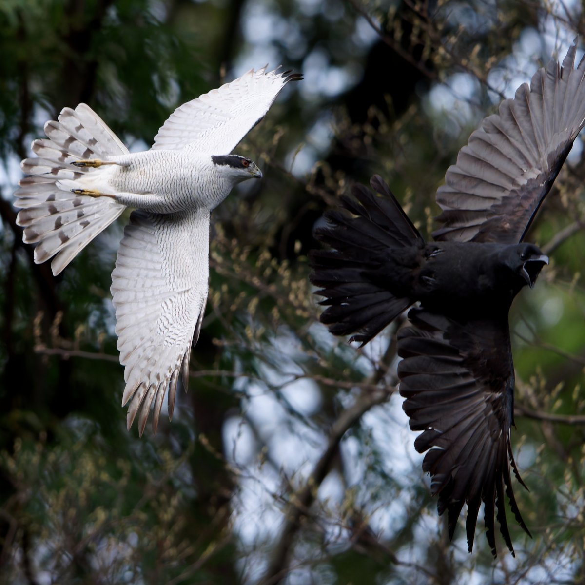 しうぽーにゅ tweet media