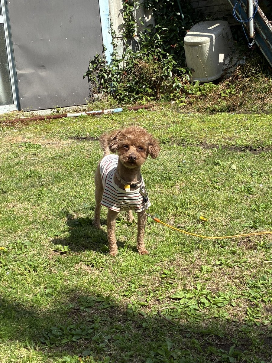 naaasan（ぽてこ）🐹 tweet media