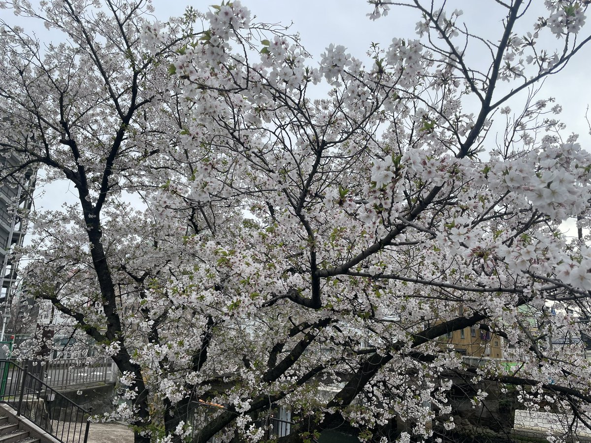 最後の花見🌸

#堀川
