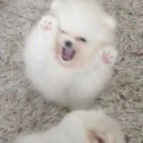 '.ㅅ' พกบบ ได้เจอพี่จงแดแล้ว tweet media