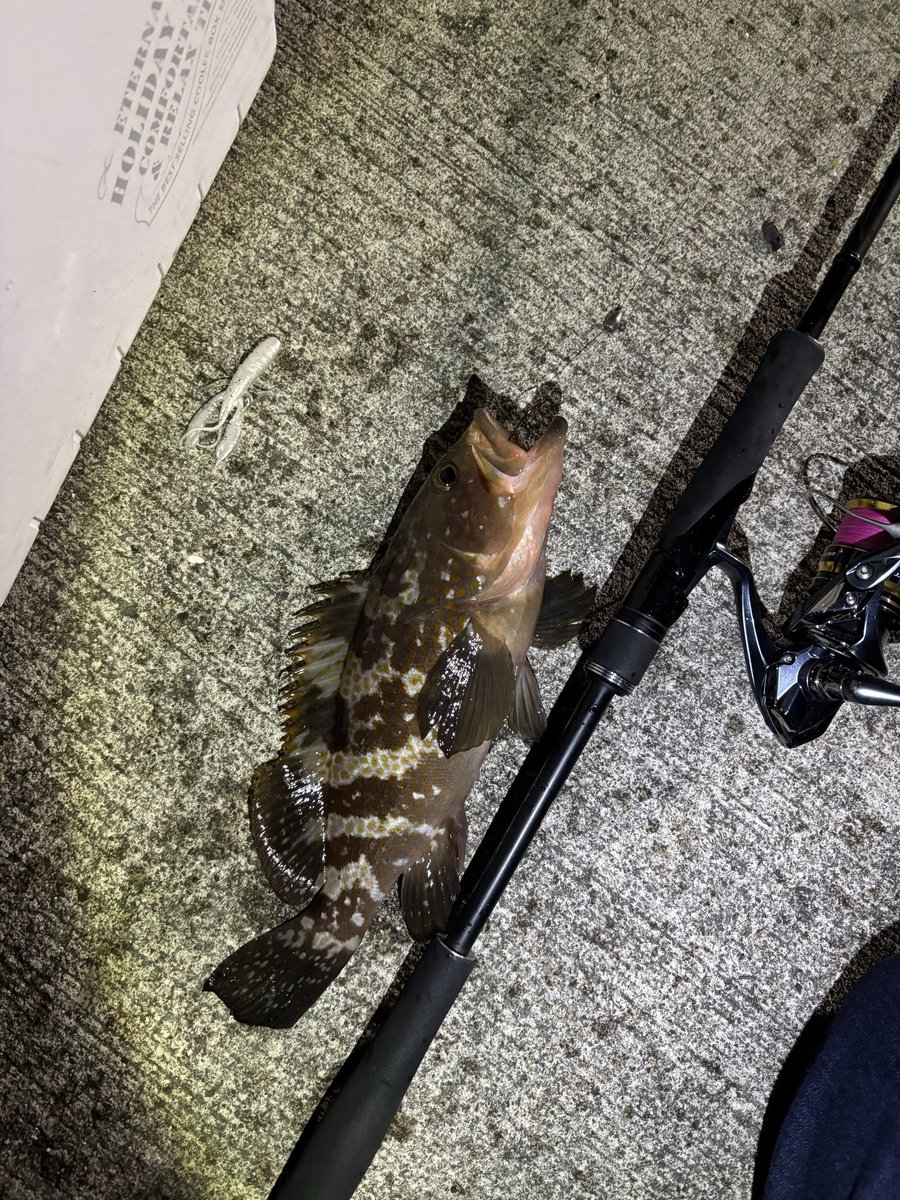 jun621mi's tweet photo. 狙ってアコウ釣れるん楽しい https://t.co/JTTbtRVoEW