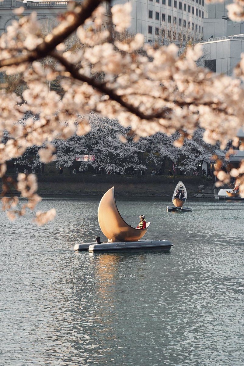 seoul_4k's tweet image. Spring in Seoul 🌸

#seoul #korea #cherryblossom #spring #flower