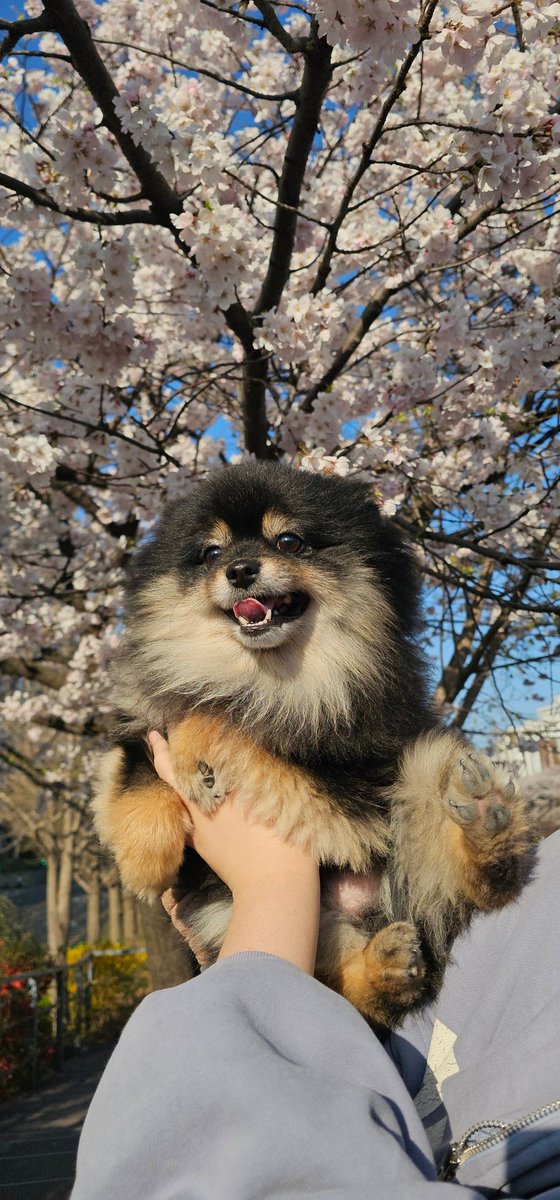 Mongsil_cute's tweet photo. 봄이니까 꽃구경 🌸 https://t.co/kG6N0cR6YL