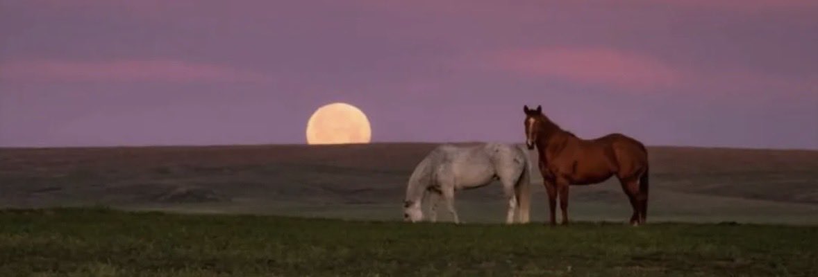 ᷂نجد tweet media