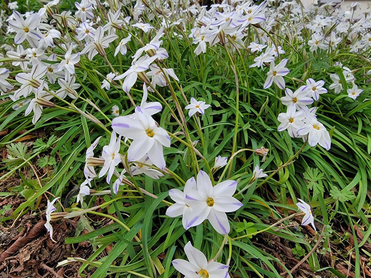 ペンギヌ@療養中 tweet media