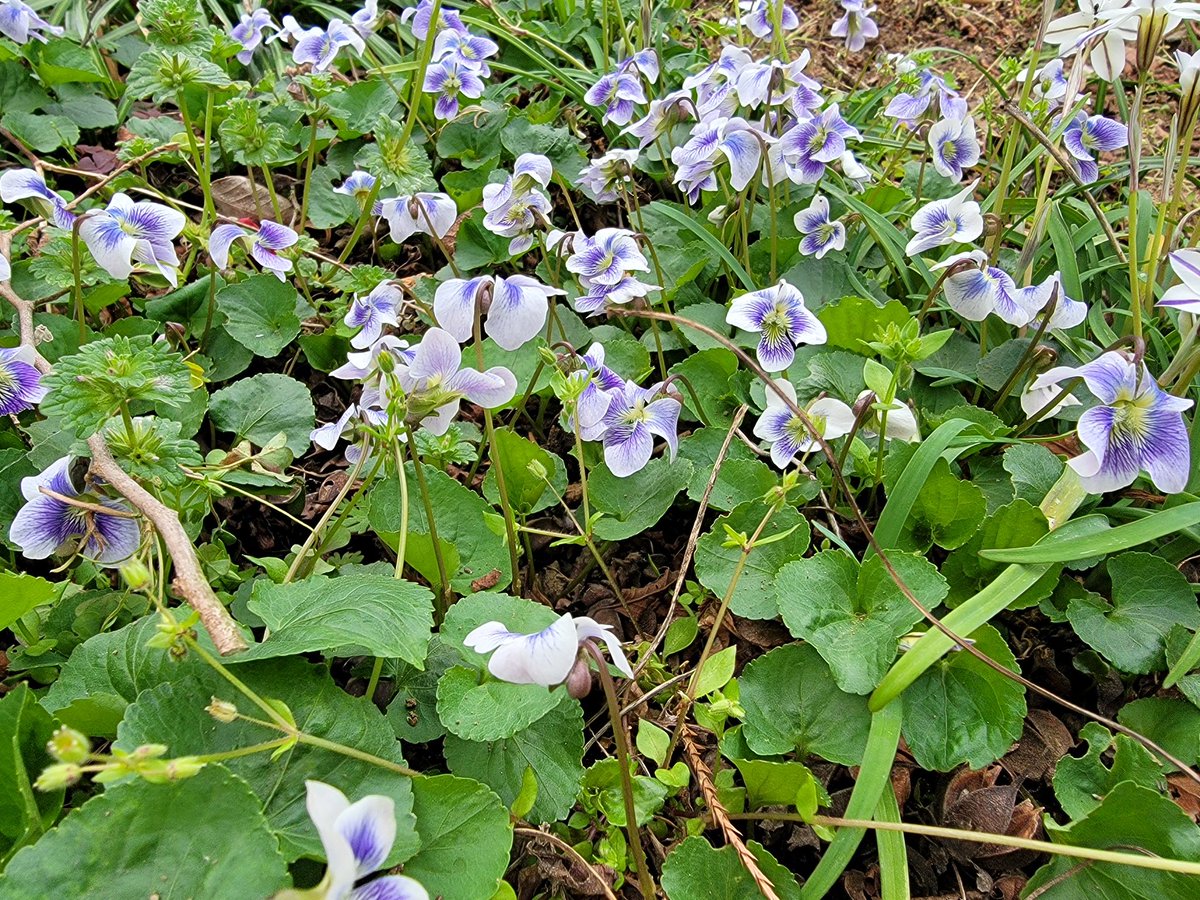 ペンギヌ@療養中 tweet media