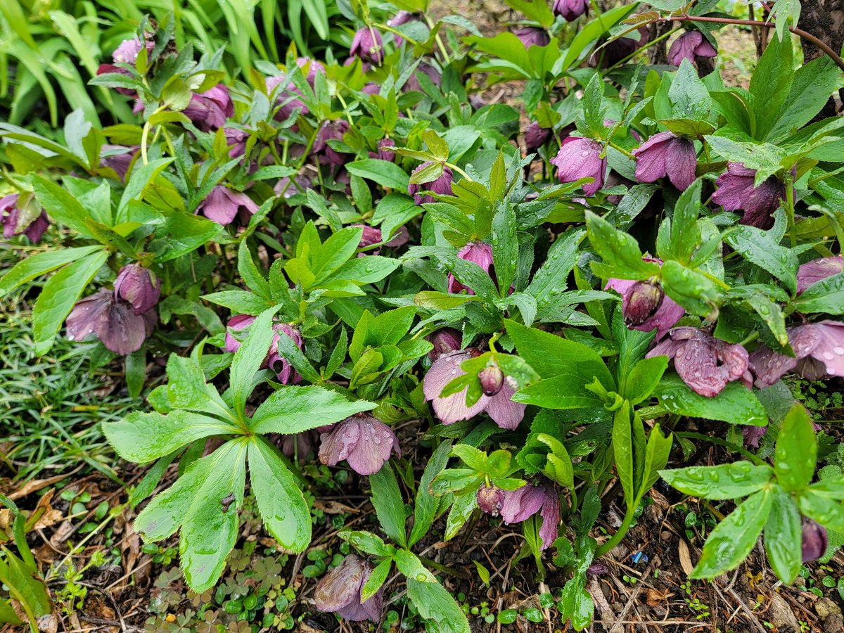 ペンギヌ@療養中 tweet media