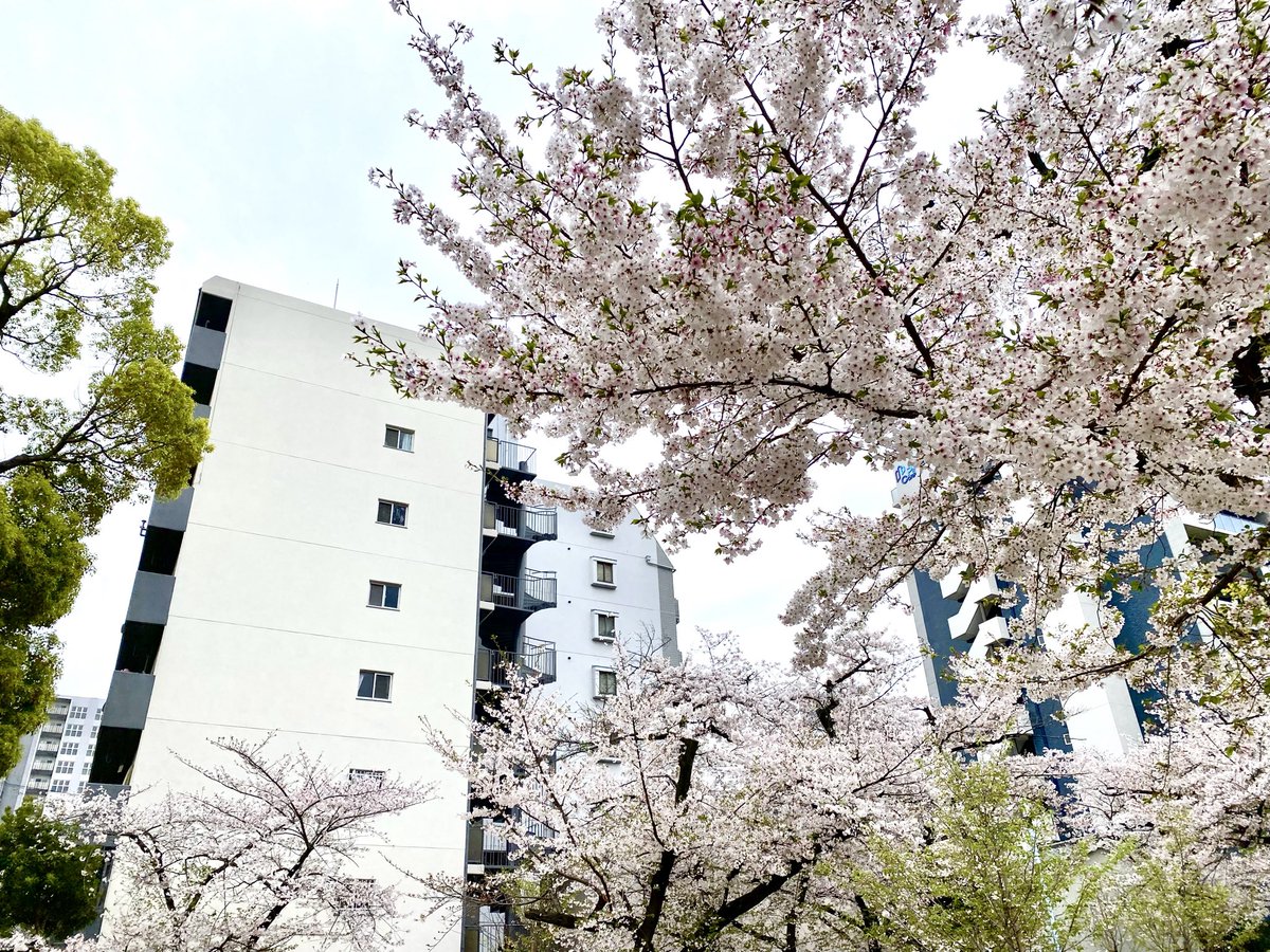 あすにゃん@大阪 tweet media