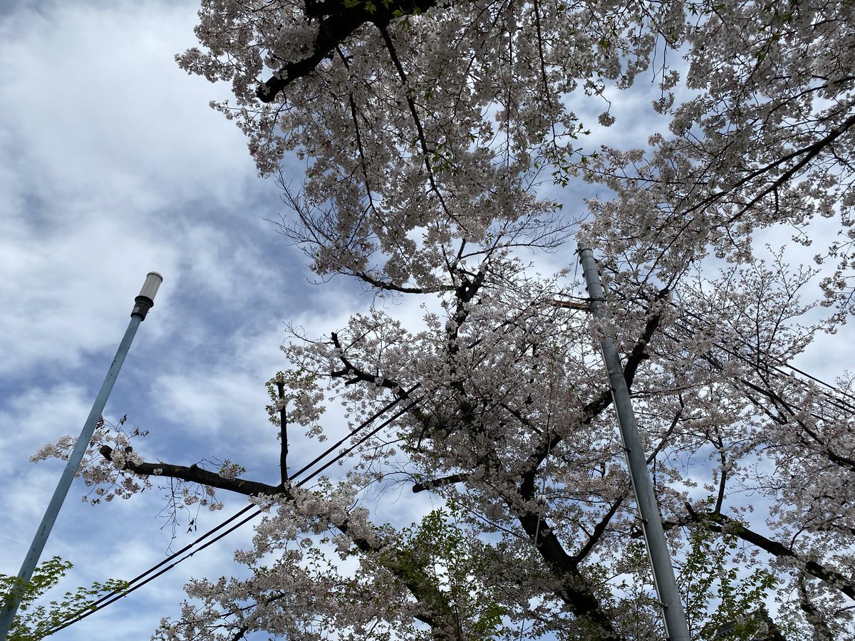 あすにゃん@大阪 tweet media