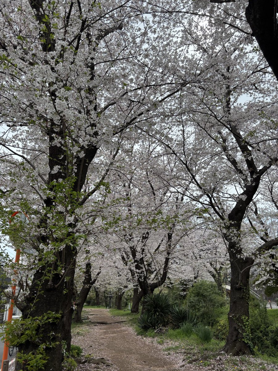 (ｶ ´ ꒳ ` ｲ) tweet media